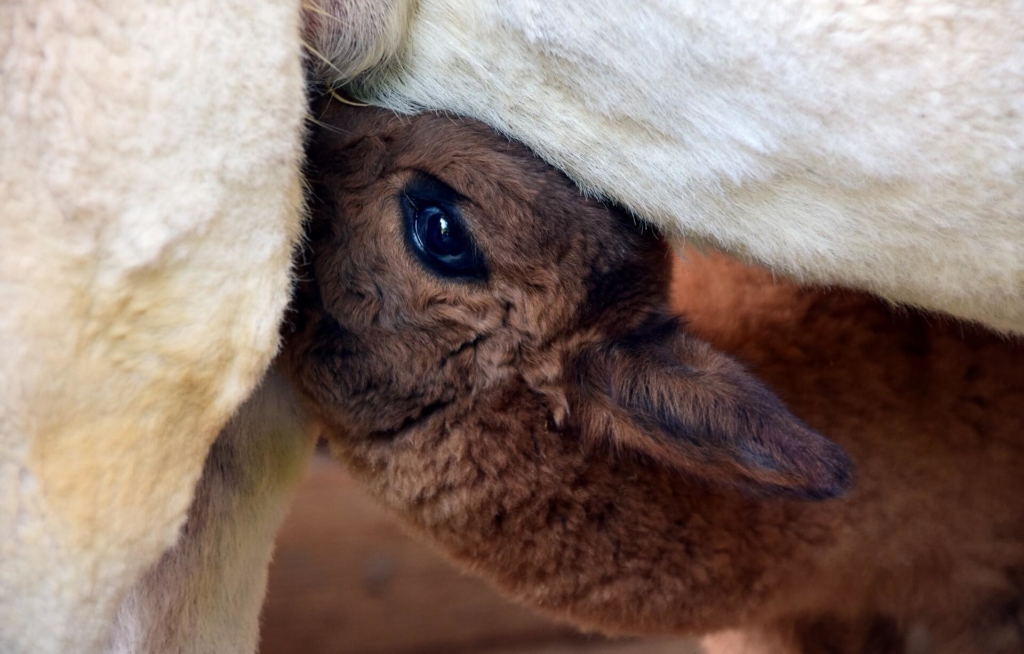 Baby Alpaka Wolle Hintergrundbild