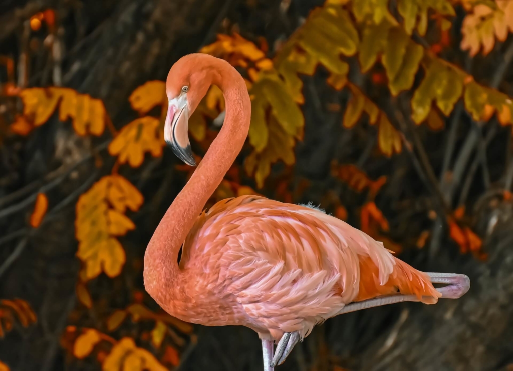 Flamingo Bettwäsche