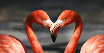 Flamingo Bilder