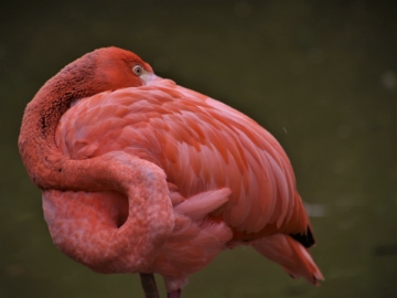 Flamingo Deko