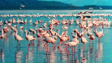 flamingo kostuem