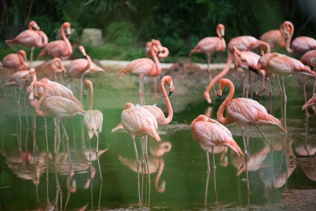 flamingo malen