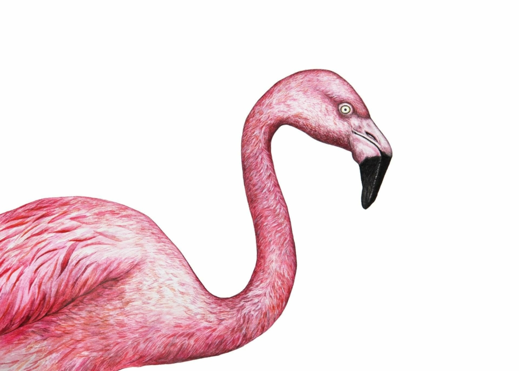 flamingo zeichnen