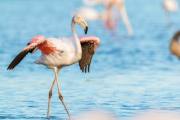Flamingo Sommer